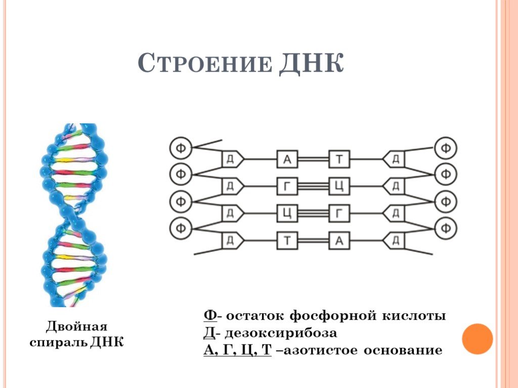 Другое название днк. Цепочка ДНК структура. Спираль ДНК схема. Схема строения ДНК двойная спираль. Схема структуры ДНК.