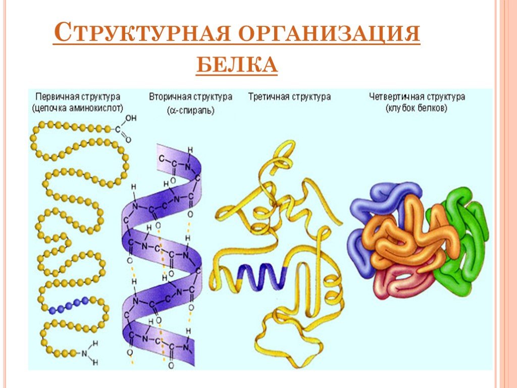 Структура белков рисунки