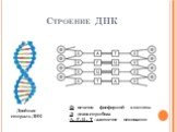 Строение ДНК. Ф- остаток фосфорной кислоты Д- дезоксирибоза А, Г, Ц, Т –азотистое основание. Двойная спираль ДНК