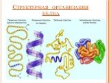 Структурная организация белка
