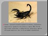Самый простой способ определить степень ядовитости скорпиона – сравнить его клешни и жало. Чем более крупными клешнями и сравнительно маленьким жалом обладает скорпион, тем он будет менее ядовитым