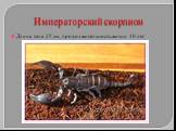 Императорский скорпион. Длина тела 25 см, продолжительность жизни 10 лет