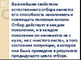 Важнейшим свойством естественного отбора является его способность накапливать и совмещать полезные аллели. Отбор действует в каждом поколении, и в каждом поколении он начинается не с нуля, не с «чистого листа», а того состояния популяции, в которое она была приведена в результате предыдущего цикла о