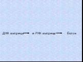ДНК матрица и РНК матрица белок