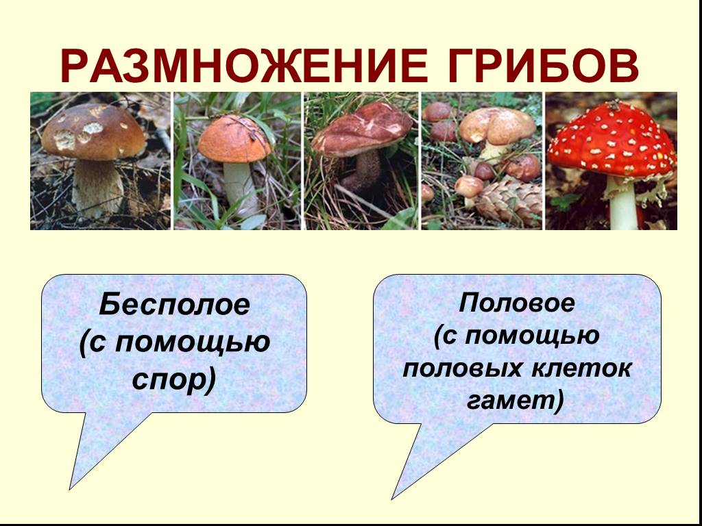 Срок жизни грибов. Размножение грибов. Половое размножение грибов. Половое и бесполое размножение грибов. Бесполое размножение грибов.