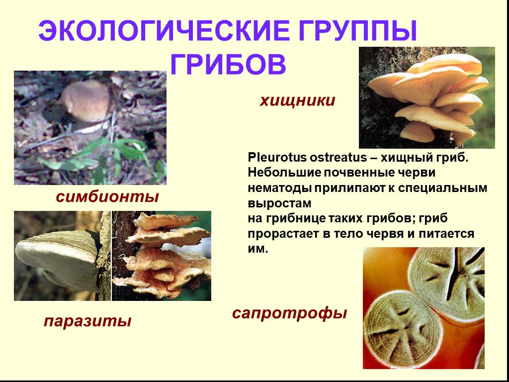 Какие есть группы грибов. Грибы хищники. Экологические группы грибов. Грибы симбионты. Грибы сапротрофы паразиты симбионты.