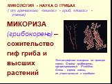 МИКОЛОГИЯ - НАУКА О ГРИБАХ ( от греческого «микос» - гриб, «логос» - учение). МИКОРИЗА (грибокорень) – сожительство гиф гриба и высших растений. Эктотрофная микориза на примере сосны. Справа грибокорень, сформированный Pisolithus. Слева – корень сосны, не участвующий в симбиозе