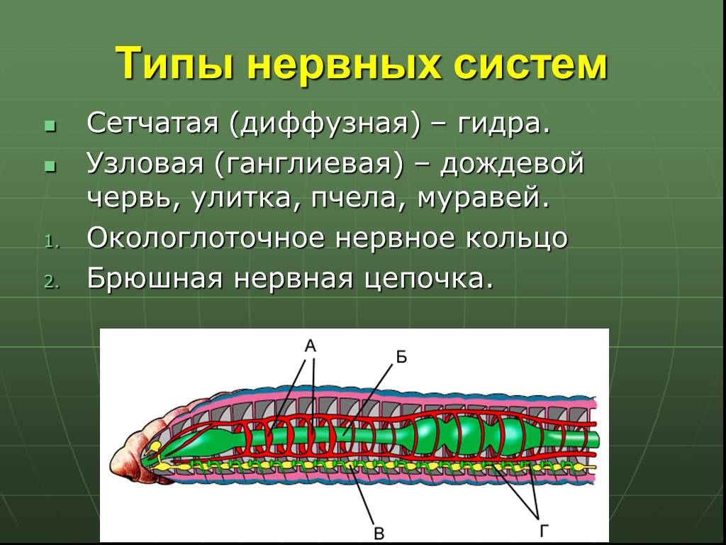 Сетчатая нервная. Тип нервной системы у дождевого червя. Брюшная нервная цепочка у дождевого червя. Нервная система дождевых червей. Дождевой червь нервная сис.