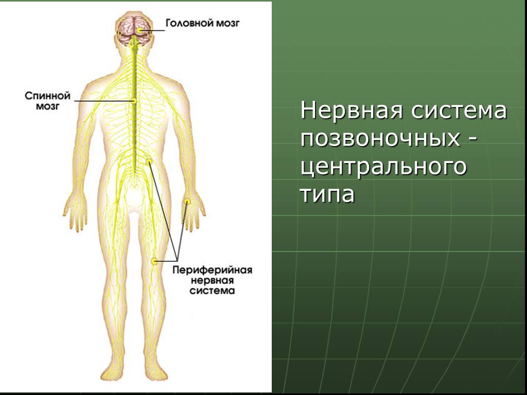 Органы входящие в центральную нервную систему