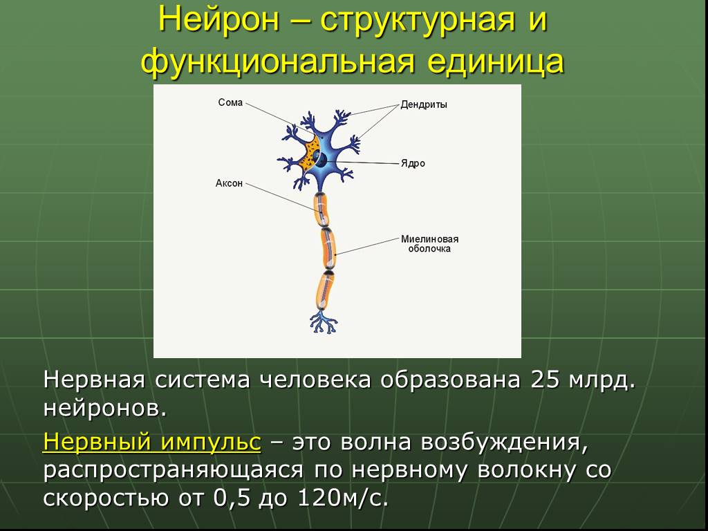 Нервные узлы и нейрон. Строение нейрона. Нервные клетки биология. Структурные элементы нервной клетки. Нервная клетка Нейрон.