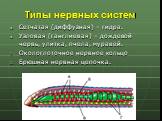 Типы нервных систем. Сетчатая (диффузная) – гидра. Узловая (ганглиевая) – дождевой червь, улитка, пчела, муравей. Окологлоточное нервное кольцо Брюшная нервная цепочка.