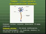 Нейрон – структурная и функциональная единица. Нервная система человека образована 25 млрд. нейронов. Нервный импульс – это волна возбуждения, распространяющаяся по нервному волокну со скоростью от 0,5 до 120м/с.