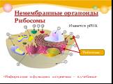 Немембранные органоиды Рибосомы. Рибосомы Имеется рРНК