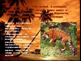 Численость менее 1500 особей. В зоопарках содержится около 60 тигров. Тигры живут в основном в труднодоступных лесах Индокитая, что затрудняет изучение их популяции. Размеры его примерно такие же, как у бенгальского тигра. От бенгальского «родственника» он несколько отличается своим внешним видом — 