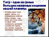 Тигр - один из самых больших наземных хищников нашей планеты. В России живет около двухсот тигров, а в сопредельных районах Китая и Кореи - еще сотня. Это очень мало, но даже такая численность достигнута в результате охраны этих зверей, создания заповедных территорий.