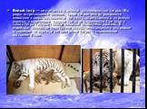 Белый тигр — не считается отдельной разновидностью тигров. Это редко встречающееся явление. Среди тигров иногда рождаются животные с шерстью, лишенной пигмента, ответственного за рыжую окраску, а коричневые полоски при этом сохраняются. При этом у такого тигра голубые глаза, и животное необычайно кр