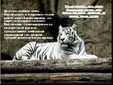 Белые хищники есть среди Бенгальских тигров, хотя иногда они могут появиться от разных видов тигров. Другими словами, смесь Бенгальского и Амурского тигров может иметь белую окраску, но такие тигры должны иметь Бенгальское происхождение, а у их родителей должен присутствовать необычный рецессивный г
