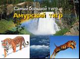 Самый большой тигр — Амурский тигр
