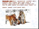 Амурский тигр обитает в дальневосточной российской тайге и встречается также в Северном Китае и Корее. В длину он достигает 3 метров и весит до 360 кг. Сейчас их осталось всего около 400 особей. Амурский тигр не боится сильных морозов — его прекрасно защищает густая и длинная шерсть.