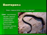 Викторина. Каких ящериц легко спутать со змеями? Ответ: веретеница: медная окраска, длинный хвост, размножение живорождение; Желтопузик: оливково-желтый, длина 1 метр