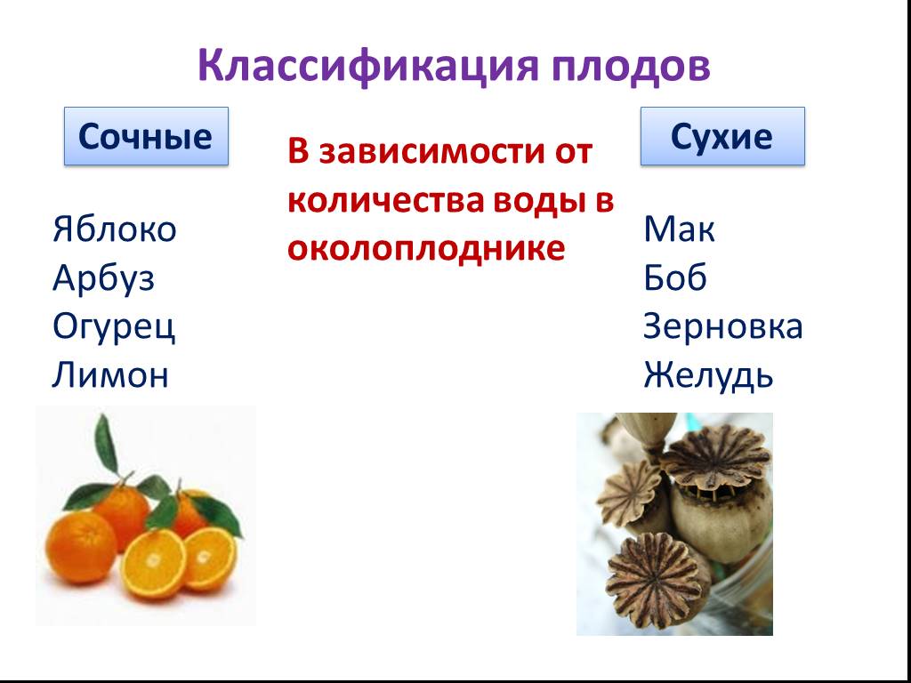Назовите сочные плоды. Плоды строение и классификация. Плоды классификация плодов сочные и сухие плоды. Биологическая классификация плодов. Плоды ботаника классификация.