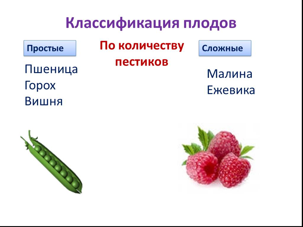 Основные группы плодов. Классификация плодов горох. Классификация плодов соплодие. Простые и сложные плоды. Классификация плодов простые и сложные.