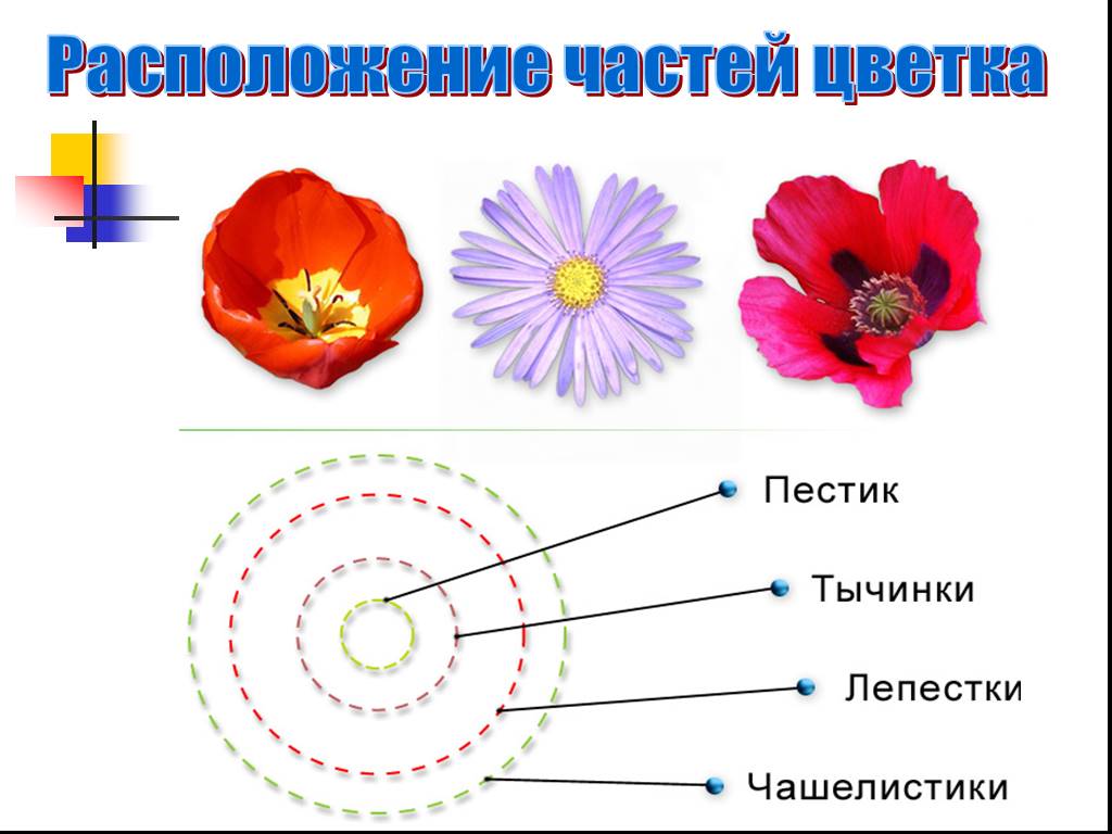 Расположение частей. Расположение частей цветка. Круговое расположение частей цветка. Типы расположения частей цветка. Циклическое расположение цветка.