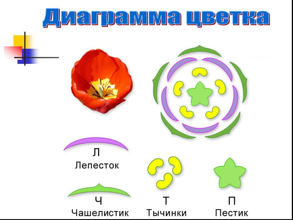 Диаграмма цветка как определить