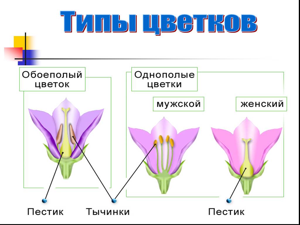 Мужской и женский органы цветка. Типы цветков. Типы строения цветка. Обоеполый цветок. Обоеполые и раздельнополые цветки.