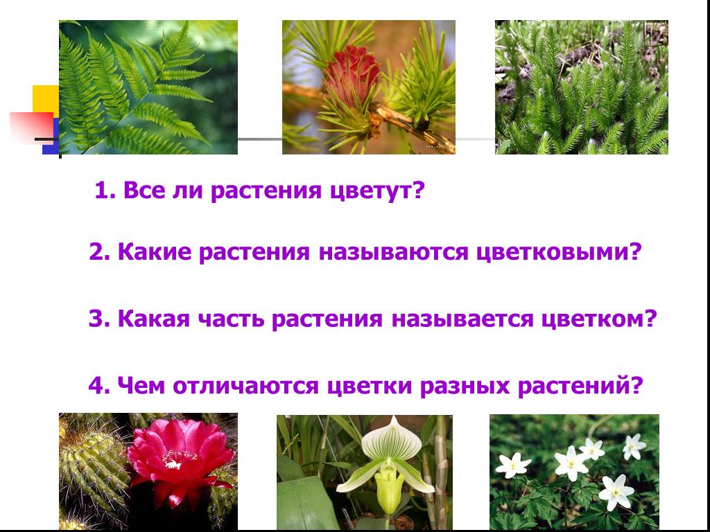 Вставьте пропущенные слова растения называют цветковыми потому. Какие растения называют цветковыми. Какое растение называют «цветком смерти»?. Какие растения называют цветковыми 6 класс. Какие растения называют цветковыми 5 класс биология.