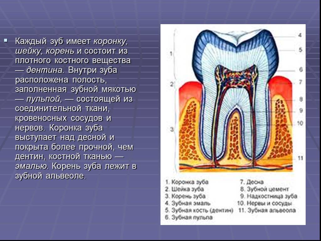 Какую функцию выполняет шейка зуба. Корень зуба расположен в.