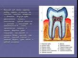 Каждый зуб имеет коронку, шейку, корень и состоит из плотного костного вещества — дентина. Внутри зуба расположена полость, заполненная зубной мякотью — пульпой, — состоящей из соединительной ткани, кровеносных сосудов и нервов. Коронка зуба выступает над десной и покрыта более прочной, чем дентин, 