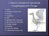 Схема строения органов пищеварения птицы. 1- клюв 2- ротовое отверстие 3- глотка 4- пищевод 5- зоб 6- железистый желудок 7- мускулистый желудок 8- тонкая кишка 9- печень 10- толстая кишка 11- анальное отверстие