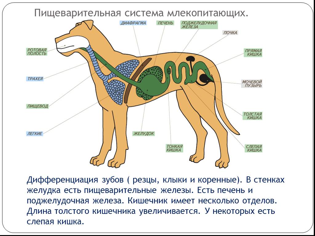 Проект по биологии 7 класс на тему млекопитающие