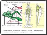 Пищеварение моллюсков. У членистоногих и моллюсков появляется печень- пищеварительная железа, способствующая перевариванию пищи.