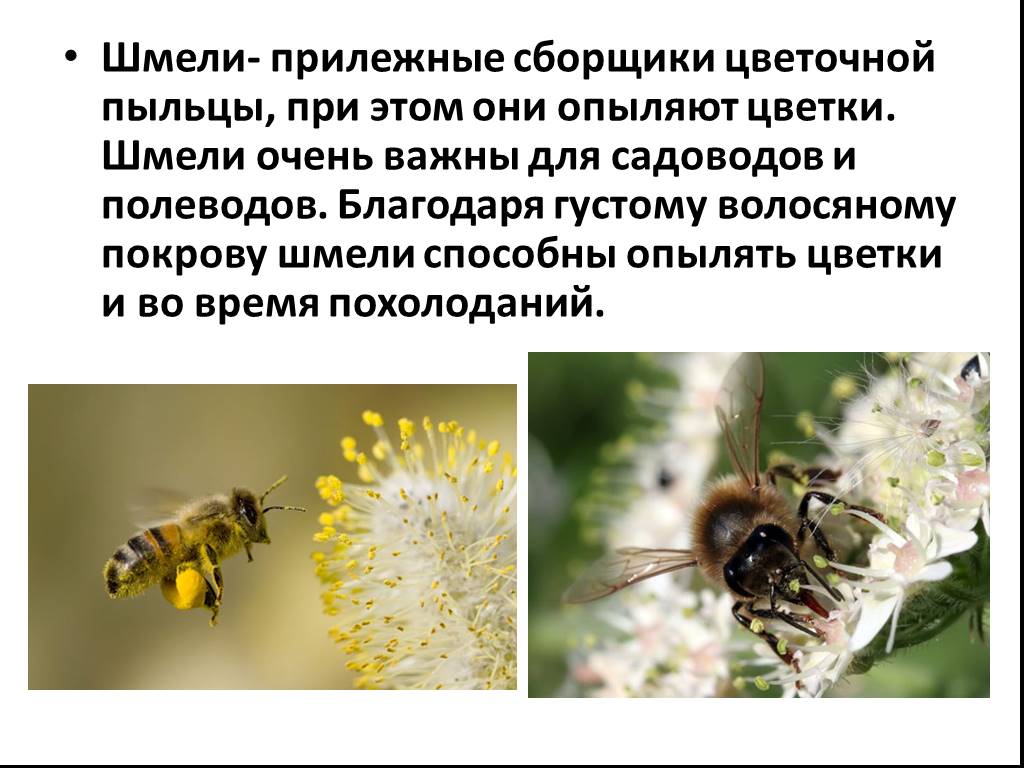 Информация о шмелях 2 класс. Информация о пчелах. Шмель презентация. Краткая информация о пчелах. Интересные факты о пчелах.