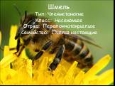 Шмель Тип: Членистоногие Класс: Насекомые Отряд: Перепончатокрылые Семейство: Пчёлы настоящие