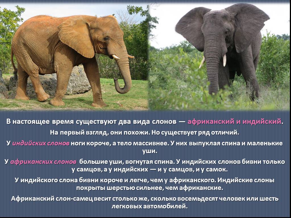 Сколько слонов в мире. Индийский и Африканский слон отличия. Индийский слон. Факты про африканских слонов. Интересные факты о слонах.