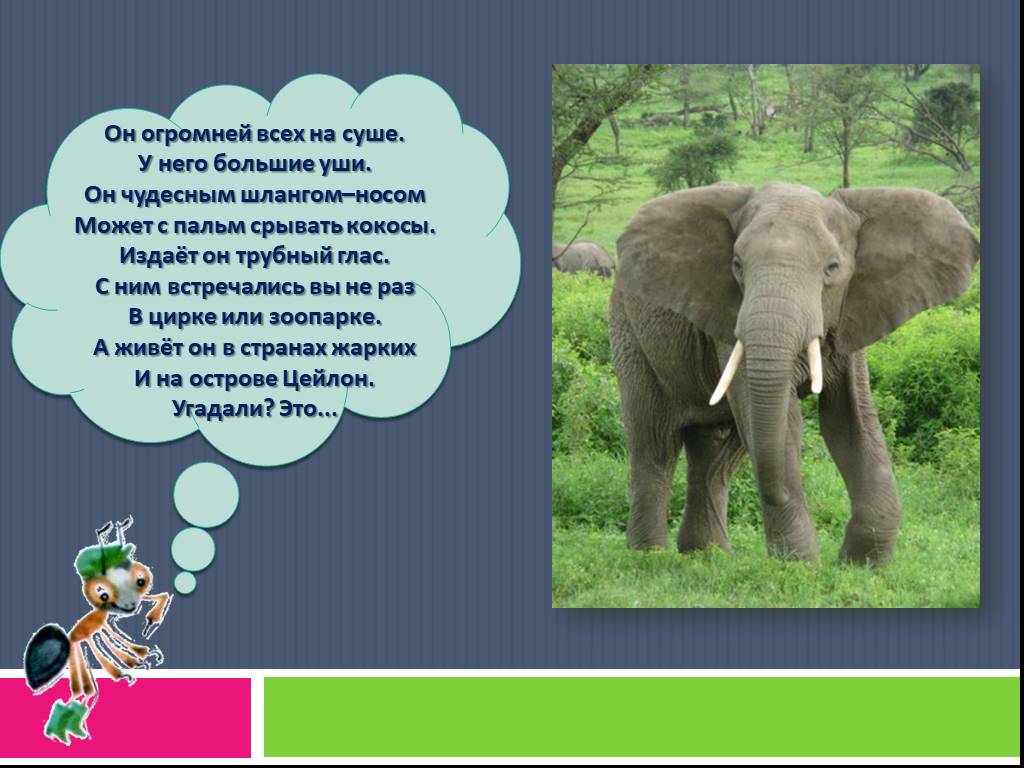 Читать про слона. Интересные факты о слонах для детей. Интере ные ыакты о млонах. Слоны интересные факты. Интересное про слонов для детей.