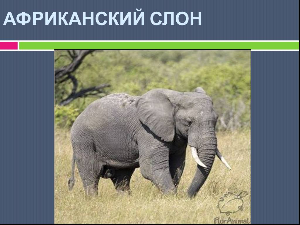 Читать про слона. Слоны 1 класс. Слон для презентации. Презентация о слонах. Слоны для презентации.