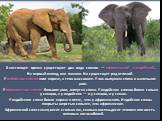 В настоящее время существуют два вида слонов — африканский и индийский. На первый взгляд, они похожи. Но существует ряд отличий. У индийских слонов ноги короче, а тело массивнее. У них выпуклая спина и маленькие уши. У африканских слонов большие уши, вогнутая спина. У индийских слонов бивни только у