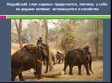 Индийский слон хорошо приручается, поэтому у себя на родине активно используется в хозяйстве