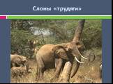 Слоны «трудяги»