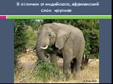 В отличии от индийского, африканский слон крупнее