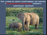 Хотя у слонов нет врагов в дикой природе, они занесены в Международную Красную книгу и являются охраняемыми животными