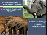 С помощью хобота слон дышит, нюхает, рвет ветки, поднимает предметы, а также пьет воду и издает трубящие звуки.