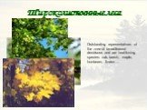 Широколиственные леса. Outstanding representatives of the zone of broad-leaved deciduous and are heat-loving species: oak, beech, maple, hornbeam, linden ...