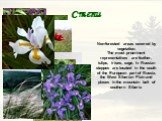 Cтепи. Non-forested areas covered by vegetation. The most prominent representatives are feather, tulips, irises, sage, In Russian steppes are located in the south of the European part of Russia, the West Siberian Plain and places in the mountain belt of southern Siberia