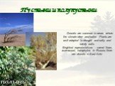 Пустыни и полупустыни. Deserts are common in areas where the climate drier and hotter. Plants are well adapted to drought and salty and sandy soils. Brightest representatives - camel thorn, wormwood, halophytes. In Russia, there are deserts in East Ante