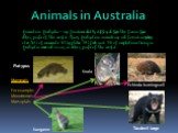 Animals in Australia. Animals in Australia - are fundamentally different from the fauna from other parts of the world. Many Australian animals are not found anywhere else. 83% of mammals, 89%reptiles, 90% fish and 93% of amphibians living in Australia does not occur in other parts of the world. Mamm